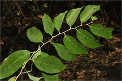 Cleistanthus patulus